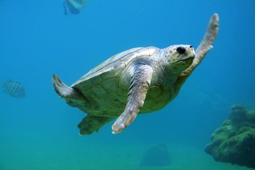 Four human benefits of using waste management to stop ocean plastic